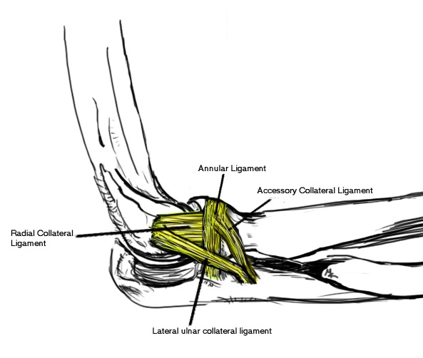 LCL anatomy elbow